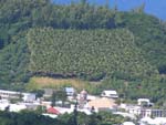 palmeraie de st Pierre.jpg (600x450)